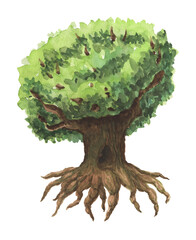 ＜水彩画＞魔法の森に生える、入り組んだ根が特徴的な大きなオークの木の手描きイラスト素材