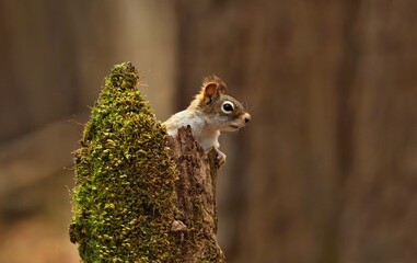 Obraz premium The American red squirrel (Tamiasciurus hudsonicus) known as the pine squirrel, North American red squirrel and chickaree.
