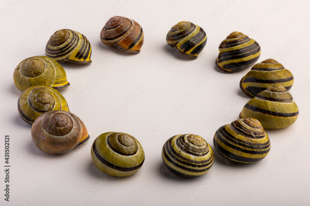 Wall mural a circle of 12 regulair garden snail shells on a white background.