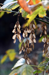 Backlit winged dried maple seeds hanging from a tree branch in autumn