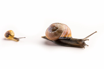 Two Regulair garden snails, one adult one and a youngster going towards towards the right. On a white background.
