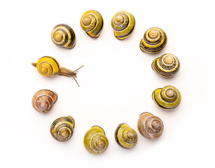 A Circle of 12 regulair garden snail on a white background, with one going towards the center.