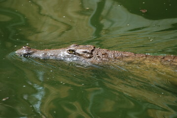 crocodile