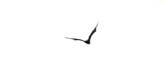flying fox flying in the sky, Pteropus vampyrus