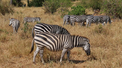 Fototapeta na wymiar Weidende Zebras in der Serengeti
