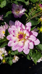 Pink and white dahlia