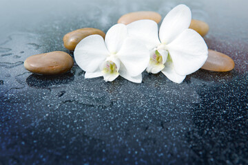 Fototapeta na wymiar White orchid flower and stone with water drops isolated