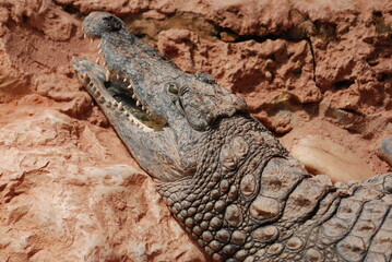 crocodile
