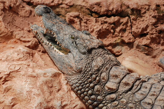 Saurien 이미지 찾아보기 909 스톡 사진, 벡터 및 비디오 Adobe Stock