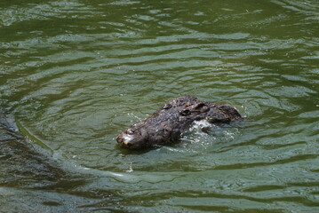 Fototapeta premium crocodile