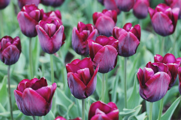 Fototapeta premium Wine coloured single triumph tulip 'Ronaldo' in flower