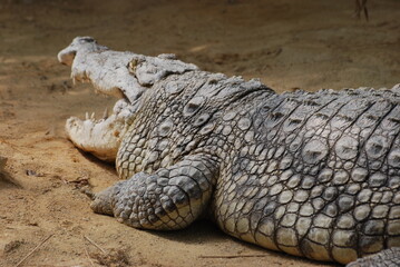 crocodile