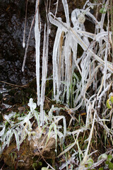 frozen ice on plant branches