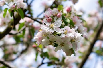 Obraz premium Apfelblüte