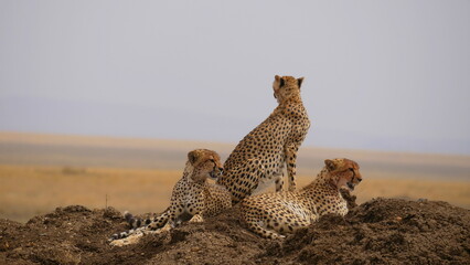 Drei junge Geparden am Rande der Serengeti © turtles2