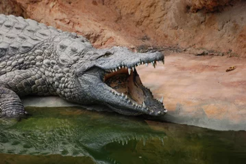 Foto auf Acrylglas crocodile © Fred