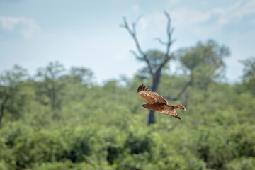 African Harrier-Hawk juvenile in flight with natural background in Kruger National park, South Africa ; Specie Polyboroides typus family of Accipitridae