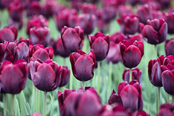 Wine coloured single triumph tulip 'Ronaldo' in flower