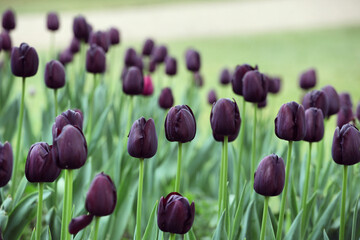 Dark wine coloured single triumph tulip 'Queen Of The Night' in flower