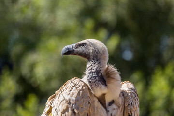 Cape Vulture portrait in Vulpro rehabilitation center, South Africa ; Specie Gyps coprotheres family of Accipitridae