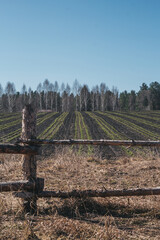 field in the forest