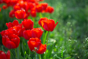 Obraz premium red tulips in the garden