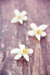 Fototapeta na wymiar small white orange flowers on a wooden background