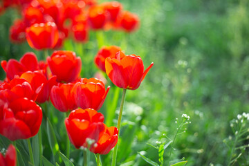 Obraz premium field of tulips