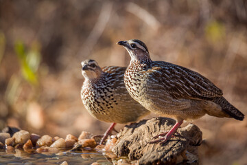Two Crested Francolin standing at waterhole in Kruger National park, South Africa ; Specie Dendroperdix sephaena family of Phasianidae