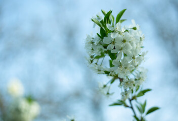 white spring flowers