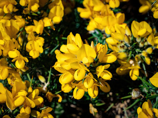 Fototapeta premium Yellow gorse flowers. Invasive plant species, New Zealand.