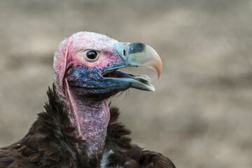 Lappet faced Vulture portrait isolated in natural background in Vulpro rehabilitation center, South Africa; Specie  Torgos tracheliotos family of Accipitridae