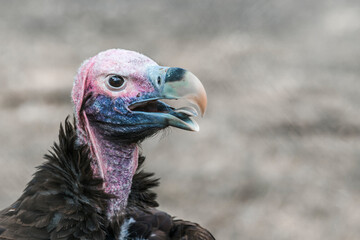Lappet faced Vulture portrait isolated in natural background in Vulpro rehabilitation center, South Africa; Specie  Torgos tracheliotos family of Accipitridae