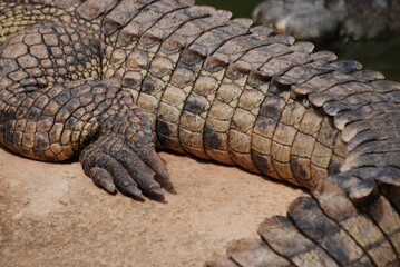 crocodile