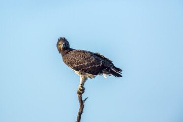 Martial Eagle perched isolated en blue sky in Kruger National park, South Africa ; Specie Polemaetus bellicosus family of Accipitridae