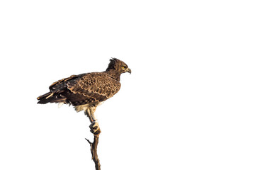 Martial Eagle perched isolated in white background in Kruger National park, South Africa ; Specie Polemaetus bellicosus family of Accipitridae