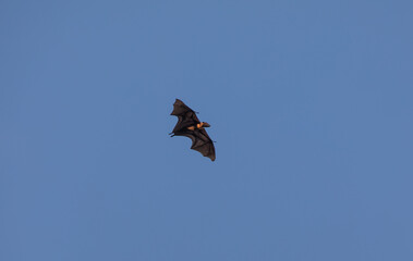 flying fox flying in the sky, Pteropus vampyrus