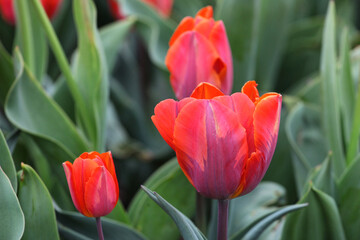 Naklejka premium Orange and pink single triumph tulip 'Princess Irene' in flower