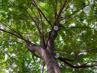 Fototapeta na wymiar A big tree decorated by party light bulbs on it branch took from bottom view, nature