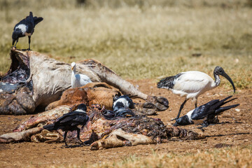 African Pied Crow,sacreted ibis and cattle egret scavenging a cattle carcass in Vulpro rehabilitation center, South Africa; specie Corvus albus family of corvidae