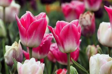 Pink and white triumph tulips 'innuendo' in flower