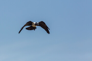 African Pied Crow flying isolated in blue sky in Vulpro rehabilitation center, South Africa; specie Corvus albus family of corvidae