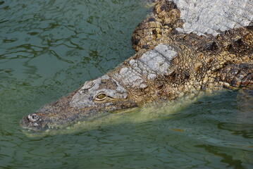 crocodile