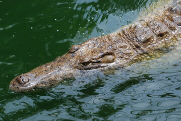 crocodile