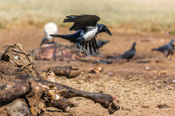 African Pied Crow in flight above a carcass in Vulpro rehabilitation center, South Africa; specie Corvus albus family of corvidae