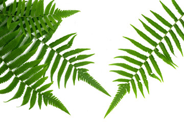 Green leaves fern tropical rainforest foliage plant isolated on white background, clipping path included.