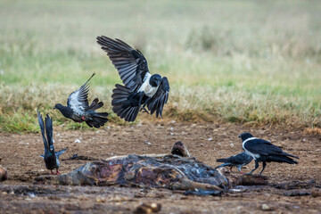 African Pied Crow and rock pigeon in carcass in Vulpro rehabilitation center, South Africa
