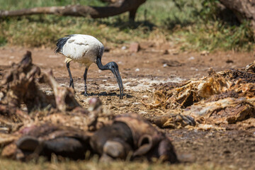 African Sacred Ibis in cattle carcass in Vulpro rehabilitation center, South Africa; specie Threskiornis aethiopicus family of Threskiornithidae