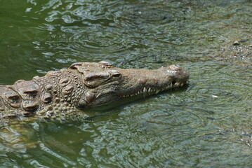 crocodile