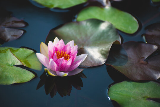 pink lotus flower blossom or water lily blooming in pond with sunlight in garden outdoor nature.